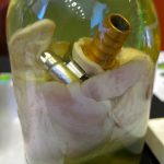 Rejeneratif biyoloji ve tıp uygulamaları