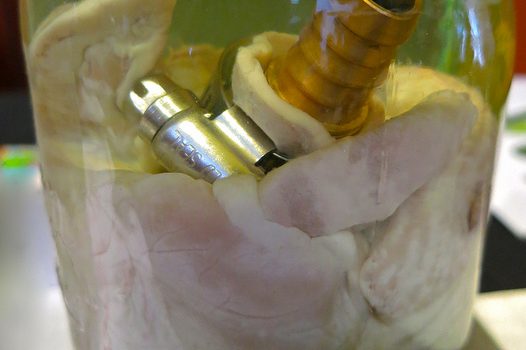 Rejeneratif biyoloji ve tıp uygulamaları