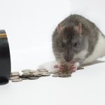 Davranışsal Ekonomi 2 - Yeme Çapaya Gelmeyin!