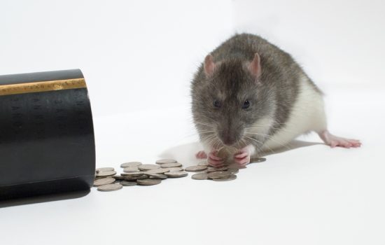 Davranışsal Ekonomi 2 - Yeme Çapaya Gelmeyin!