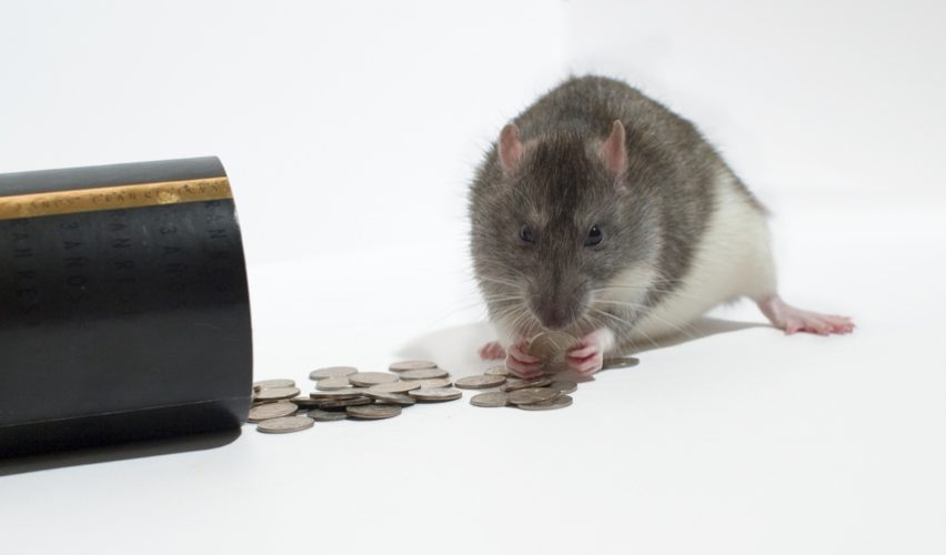 Davranışsal Ekonomi 2 - Yeme Çapaya Gelmeyin!