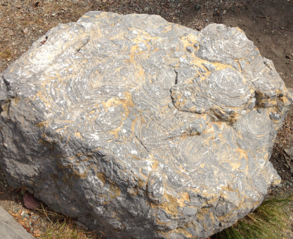 Montana dağlarında iz peşinde: Milyar yıllık mikrofosiller, Belt topluluğu ve astrobiyoloji üzerine