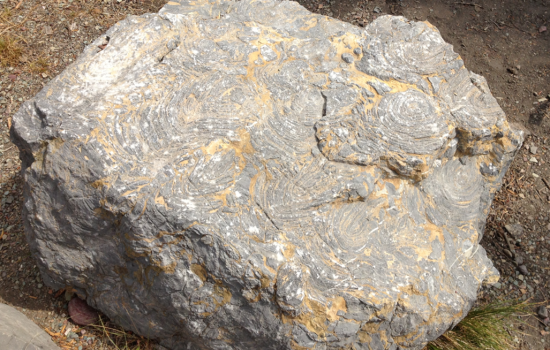 Montana dağlarında iz peşinde: Milyar yıllık mikrofosiller, Belt topluluğu ve astrobiyoloji üzerine