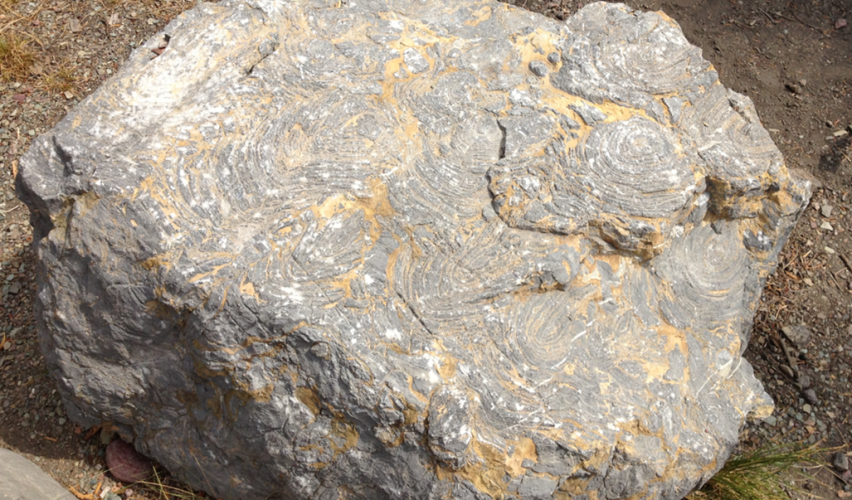 Montana dağlarında iz peşinde: Milyar yıllık mikrofosiller, Belt topluluğu ve astrobiyoloji üzerine