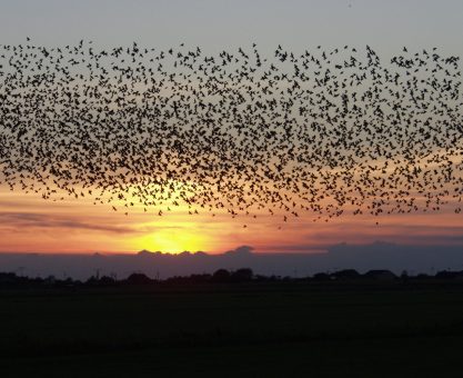 SESLİ YAZI #3: SÜRÜLERİN VE KALABALIKLARIN HAREKETİ