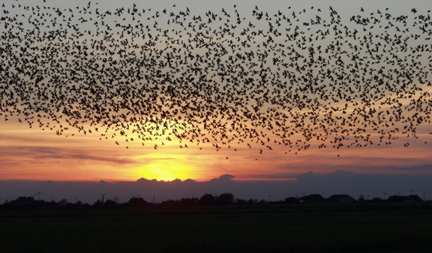 SESLİ YAZI #3: SÜRÜLERİN VE KALABALIKLARIN HAREKETİ