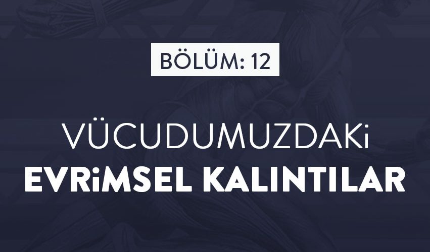 BİLİMFİLİ PODCAST#12: VÜCUDUMUZDAKİ EVRİMSEL KANITLAR