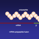 MUHABBET TEORİSİ #165: Nedir mRNA Aşısı?