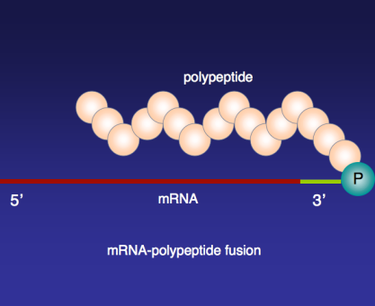 MUHABBET TEORİSİ #165: Nedir mRNA Aşısı?