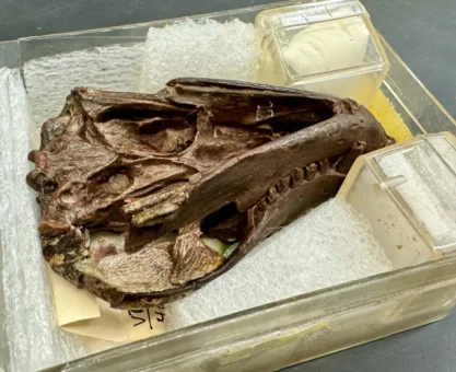 250 Milyon Yıllık Memeli İşitmesinin Kökeni