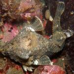 Kafasında davul taşıyan balık