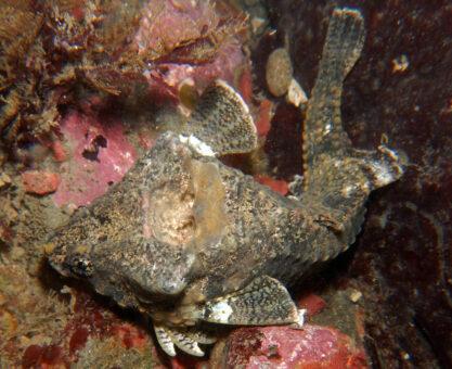 Kafasında davul taşıyan balık