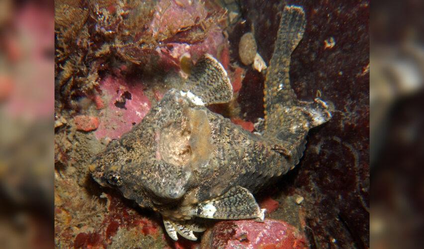 Kafasında davul taşıyan balık