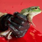 Kurbağa Eti Ticareti: Gizli Mantar Yolu