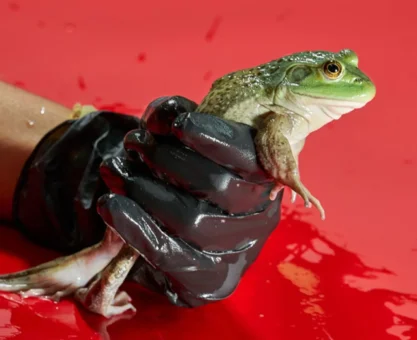 Kurbağa Eti Ticareti: Gizli Mantar Yolu